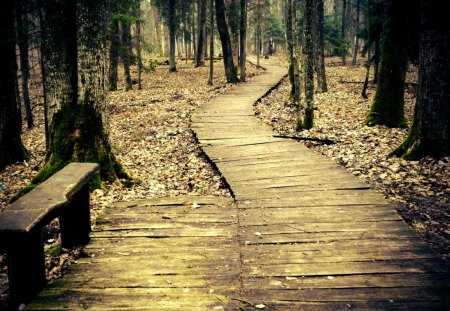 forest path - path, forest, woods, trees