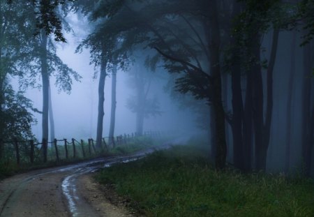 Forest Mist - forests, trees, popular, mists, roads, wallpaper, path, mist, nature, blue mists, forest, jungle, fog