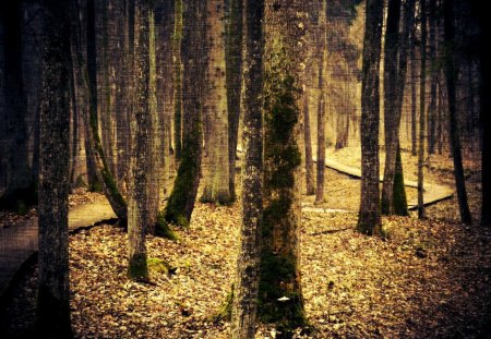 forest - path, trees, forest, nature