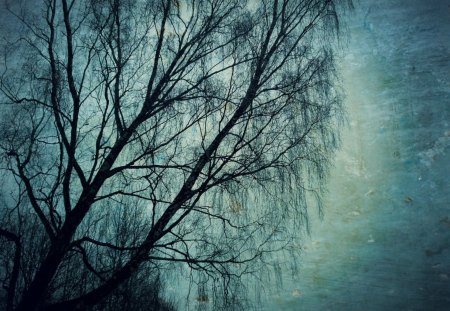 Tree - nature, tree, dark, sky