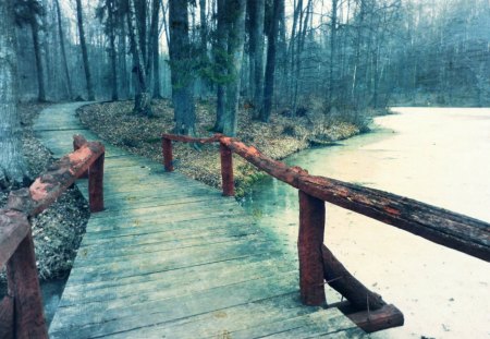 bridge in the forest