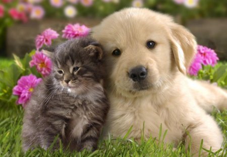 Puppy Cat - cat, puppy, animal, friends