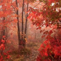 Red Autumn