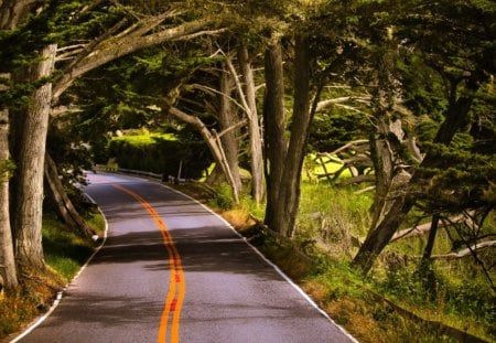 Road through the forest - nature, tree, forest, road