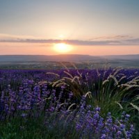 Field and sun