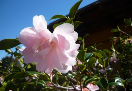 Soft Pink Camelia - flower, colour, nature, tree