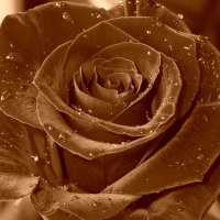 Brown rose