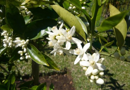 The Scent of Citrus - flower, tree, nature, fruit