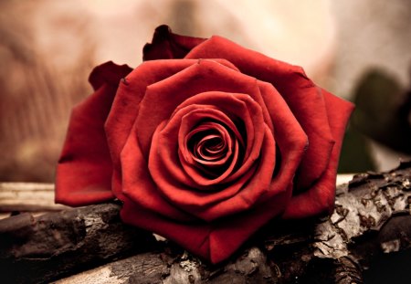 Red Rose