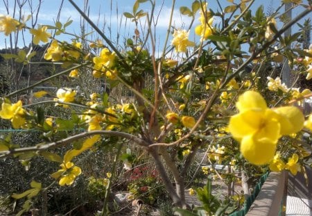 The spring it coming - beauty, wild flowers, yellow, spring