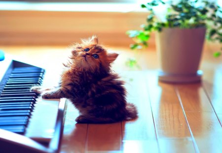 CUTE LITTLE MUSICIAN - synthesizer, cat, catcert, music, daisy