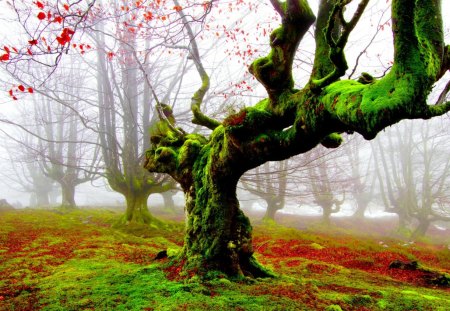 FOREST FOG - trees, fog, herbs, moss, morning, forest, foliage