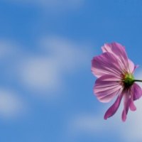 Purple haze Flower