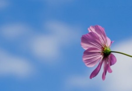 Purple haze Flower - nature, purple, flower, haze