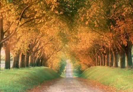 Autumn Road - forest, nature, road, autumn