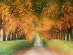 Autumn Road