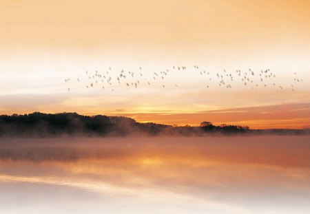 Dawns Early Light - early, morning, sky, trees, day, foggy, mist, bright, clouds, dawn, fog, smile, misty, relax, happy, birds