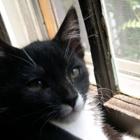 Artemis in the Window