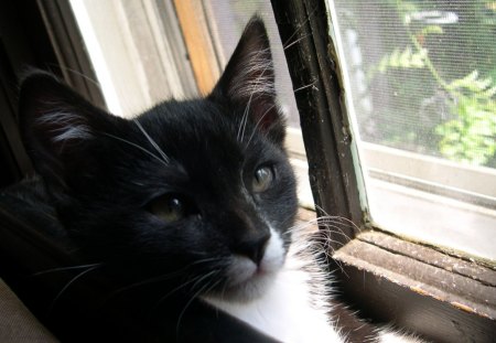 Artemis in the Window - pet, animal, cat face, kitten, window, black and white, cat