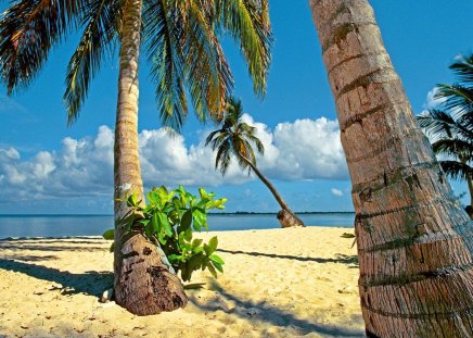 Tropical beach - palm trees, ocean, beach, sky, tropics, palms, water, summer, tropical, shore, exotic, nature, clouds, sea, sand