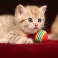Kitty with ball
