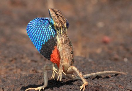 LAGARTO DO PAPO COLORIDO