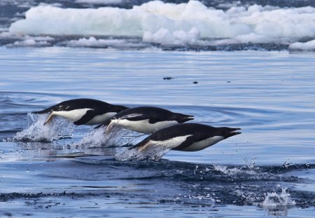 PINGUINS - marinho, animal, natureza, azul, mar