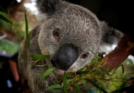 KOALA - koala, fauna, animal, natureza