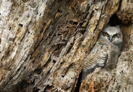 CORUJA - fauna, animal, ave, natureza, passaro