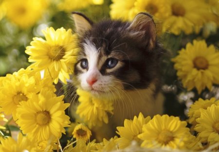 cute kitty under flowers - cat, kitty, animal, flowers, cute, kitten