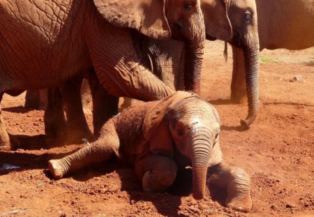 FAMILIA DE ELEFANTES - fauna, animal, natureza, elefantes