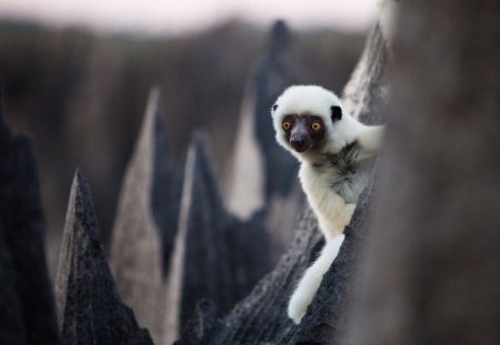 SIFAKA - sifaka, fauna, animal, natureza