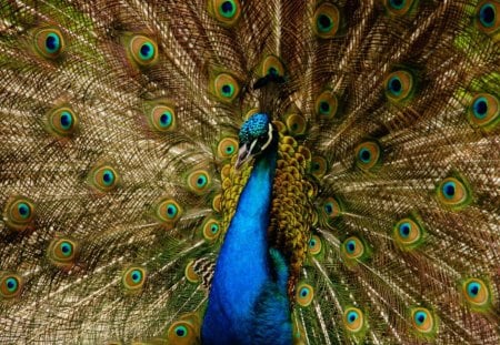 stately peacock - peacock, courtship, feathers, colorful, eye peacock tail plume, bird