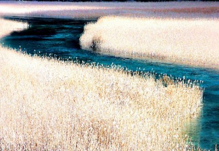 Japanese River - curves, water, blue, tan, smooth, river, nature, oats, field, bunch, day, solid