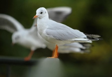 alkyl - marine, sky, feathers, wings, gulls, white, gray, alkyl, birds