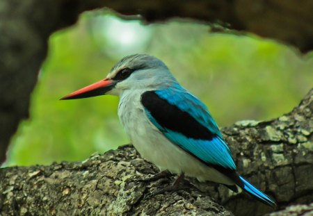 Birds - red, feathers, wood, blue, tree, gray, branch, beak, color, birds, green