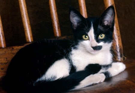 GATINHO - gato, fauna, lindo, animal, natureza