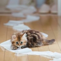 By Ben Torode (A very naughty kitten)