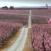 A field of Pink Sakura - Japan