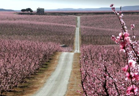 A field of Pink Sakura - Japan - blossoms, cherry blossom, sakura, dirt road, spring, pink, flowers, bloom, path, field, japanese