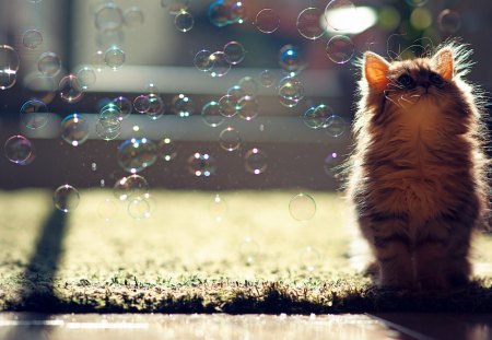 By Ben Torode - animal, cute, kitten, pet, cat, bubble, ben torode