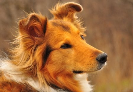 Pretty collie - collie, loyal, puppy, dog, animal, pet