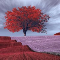 Lone Red Tree Stands Strong in Stunning Field