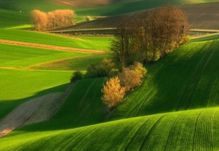 Rolling Fields of Green in Autumn - autumn, farm, hills, field, crops, fall, stretch, smooth, plant, leaves, orange, green, tree, grass, land