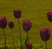 Early spring
