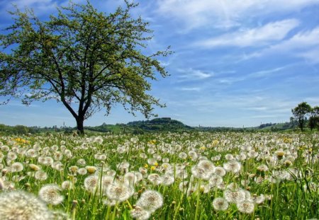 Field of flowers - nice view, beautiful blue sky, flowers, field, tree