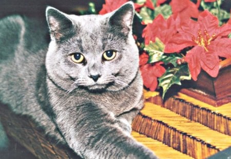 heart n soul - christmas, flowers, holidays, cat