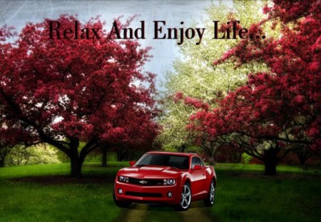 Relax And Enjoy Life - trees, car, red, sun, grass