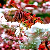 Spring Blossoms