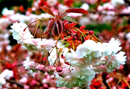 Spring Blossoms - pretty, blossoms, scenery, blossom, landscape, scene, forest, photo, leaves, view, branches, trees, beautiful, photography, beauty, lovely, nature, jungle, leaf